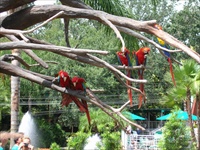 busch gardens.jpg2