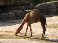 busch gardens.jpg25