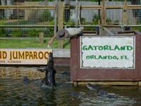 gator feeding.jpg