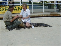 wife on gator.jpg