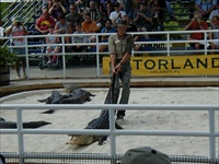 gator wrestling5.jpg