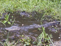 wild gator.jpg