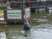 gator feeding.jpg