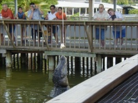 GATORLAND2.JPG