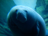 manatee.jpg2