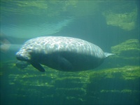 manatee.jpg