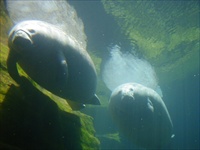 manatee.jpg3