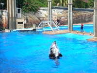 shamu.jpg10