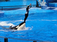 shamu.jpg12