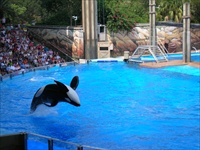 shamu.jpg4