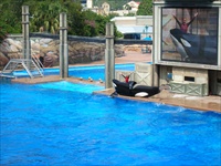 shamu.jpg5