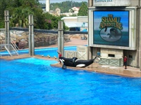 shamu.jpg6