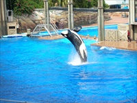 shamu.jpg9